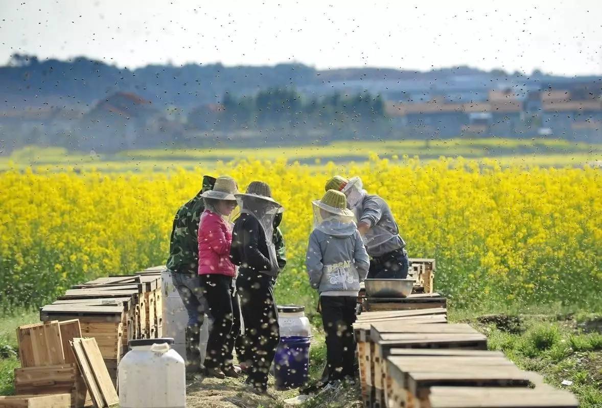 互联网蜂场最新消息(互联网蜂窝数据什么意思)